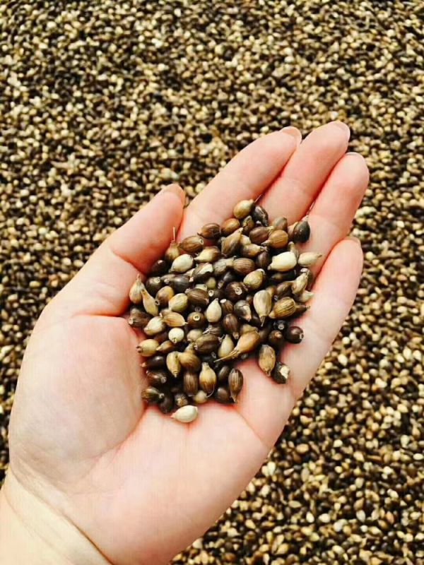 服藥期間可以飲用“懷府薏康堂”系列茶飲嗎？