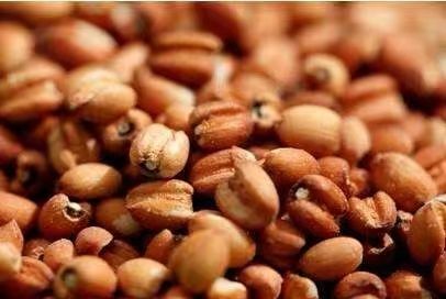 “懷府薏康堂”為什么不做薏米粉？